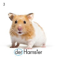der Hamster