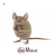 die Maus