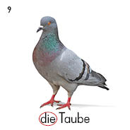 die Taube